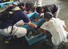 網にかかった生き物をチェック１ (1).jpg