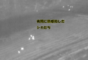 ②シカ.png