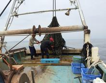 底引き網漁の様子.JPG